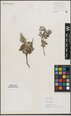 Foto von Salix repens L.